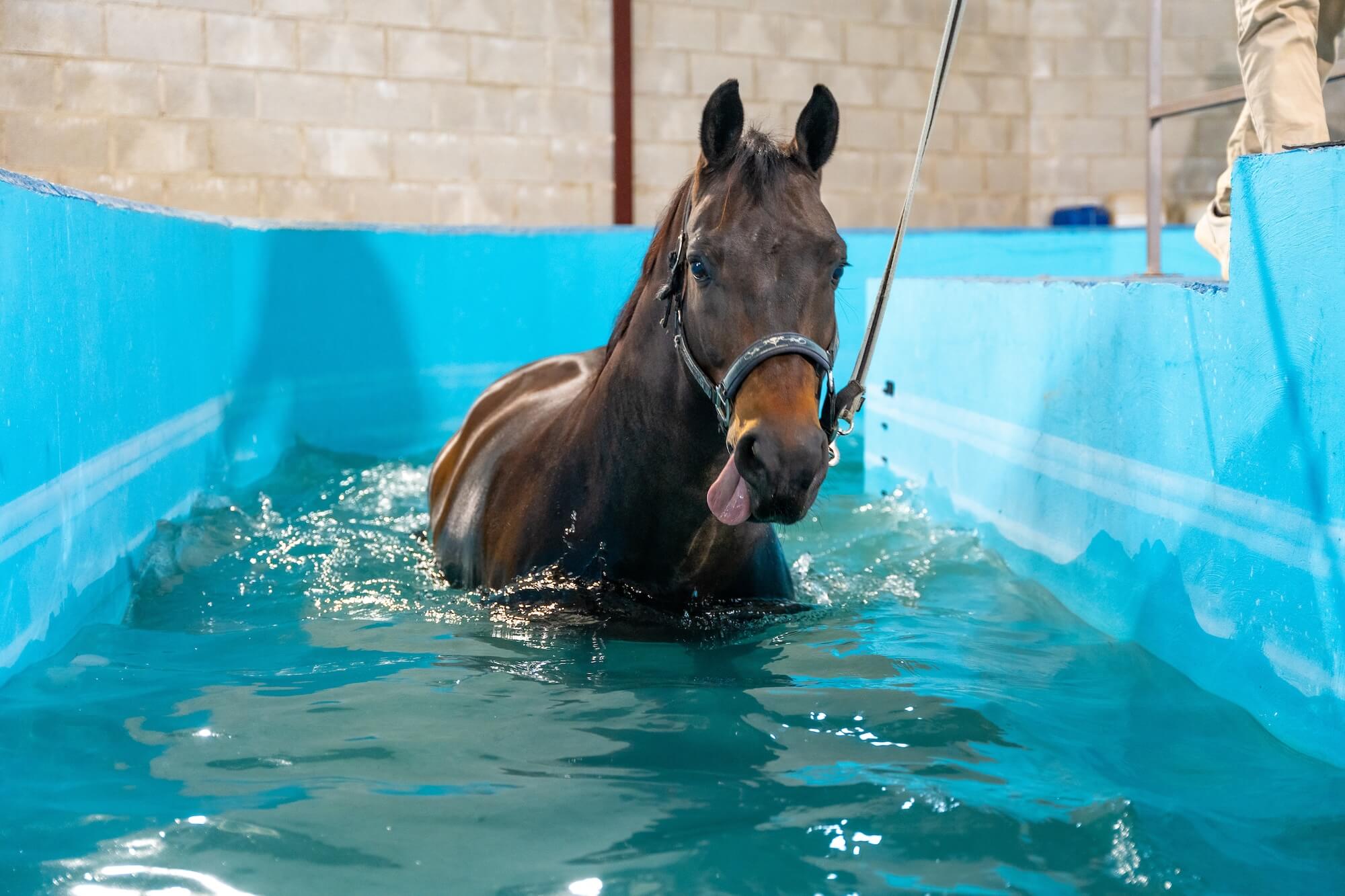 Finance Lease For Horse Water Treadmill & Cold Water Spa